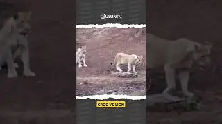 The crocodile challenged the lion who wanted to drink 