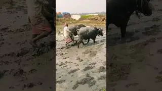 #Dhan