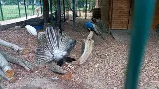 Павлин танцует.🦚 