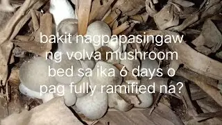 kabuteng saging