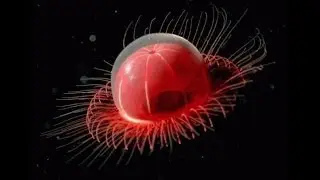 Unusual and Terrifying Animals from the Deepest Ocean Depths