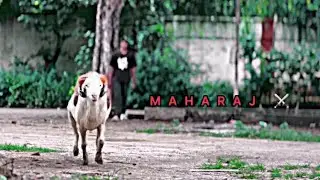 Aggressive Rampuri Sheep (MAHARAJ)😈 Cinematic Shots Video
