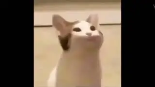 pop cat meme
