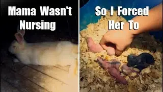 Forcing a Bad Mama Rabbit to Nurse Her Abandoned Litter | VLOG