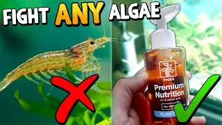 Beat ANY Aquarium Algae With These 5 Tips!
