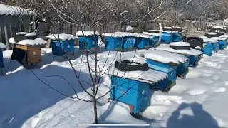 Зимовка пчёл Февраль 2022