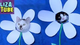 СМЕШНЫЕ КОТЫ Новое ПРЕВРАЩЕНИЕ котиков Лиза и питомцы LizaTube