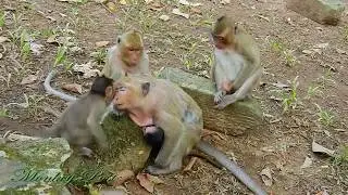 Oh my god Why Dee Dee do like this on Daniela | Daniela cry super loud / Monkey Post