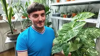 Комнатные цветы в январе 2021 - Сансевиерии, фикусы, ароидные (ч.3)