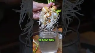 Growing garlic hydroponically 