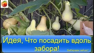Идеи декора Что посадить вдоль забора garden decor Сибирский сад
