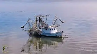 Pelican Point 4K