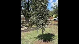 Planting The Cedar Elm Tree