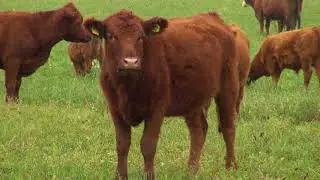 Zlatno klasje: 
