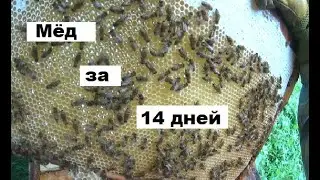 Что принес медовик за 14 дней ?