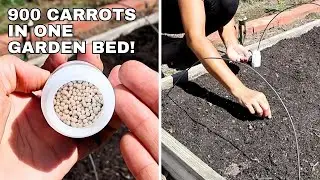 Planting Carrots - 900 Carrots in This One Garden Bed!