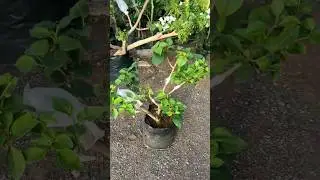 Best root stock plant for graft bogunvillea 