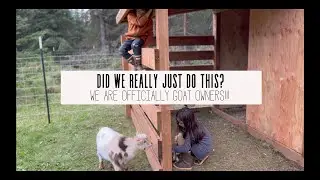 WE ARE THE PROUD OWNERS OF NIGERIAN DWARF GOATS!!!