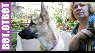 Возьми собаку из приюта. Бездомные животные.