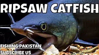 Ripsaw Catfish in Action: You Won't Believe Your Eyes When You See Them Eat