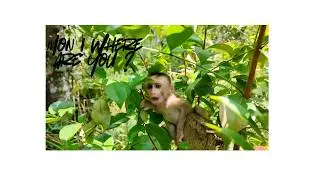 Finding a Terrified Baby Monkey in the Forest – A Heartwarming Story