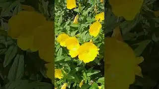 Цветы радуют меня