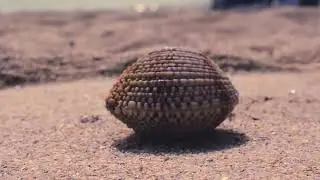 KAKO NASTAJU BISERI?