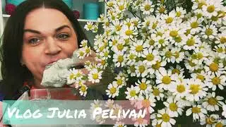 ТINCREDIBLE DAISIES🌸TURKESTAN👌IN THE MOST DELICATE CREAM🤤💞🌸ТУРКЕСТАН👌НЕЖНЕЙШЕМ В КРЕМЕ🤤