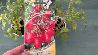 Tomato Indoor Surprise is the best tomato for growing indoors.