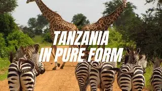 TANZANIA. Excursion rest in the animal kingdom! United Republic of Tanzania.