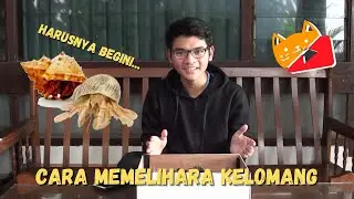 CARA MEMELIHARA KELOMANG YANG BAIK DAN BENAR | TIPS KECIL-KECILAN #3