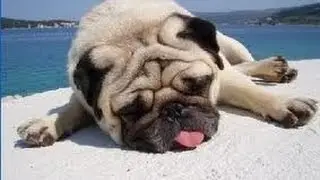 Sleeping pug (Спящий мопс)