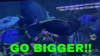 New 300 gallon reef Aquarium