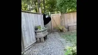 BEAR BROKE DOWN THE FENCE
