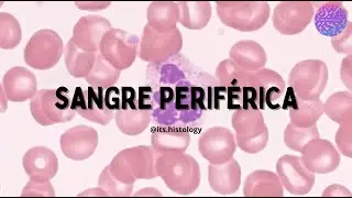 Histología de Sangre Periférica - its.histology