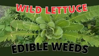 Edible Weed (Use With Caution): WILD LETTUCE - A Bittersweet Discovery (Lactuca spp.)