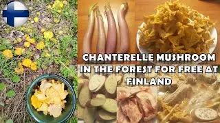 Chanterelle Mushroom in the FOREST for FREE at Finland