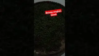batang cengkeh basah
