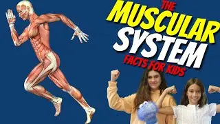 The Muscular System for Kids