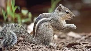Anilkutty | |Squirrel child|| அணில் பிள்ளை||അണ്ണാൻ കുട്ടി||松鼠孩子