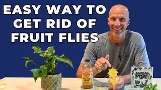 🍌 How to Get Rid of Fruit Flies FAST – No Chemicals!