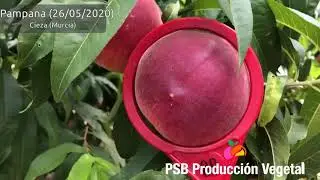 PSB PAMPANA  | BETA FİDAN