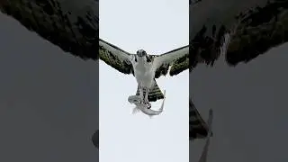 Osprey vs shark. Who will win?