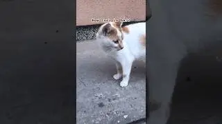 How cool is this alpha cat 🐈 #shorts