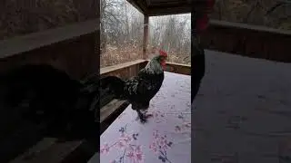 молодой петух марана чёрное серебро