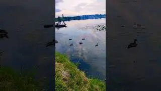 качки#злата 🦊