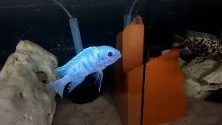 MC / OB  Maylandia zebra Chizumulu - Machili Island F0 / WF Raphael Mbunas