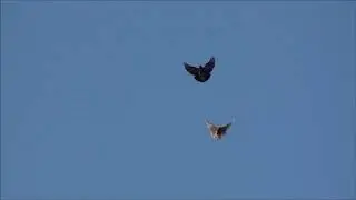 Голуби  Яксон А.В.. Конотоп.