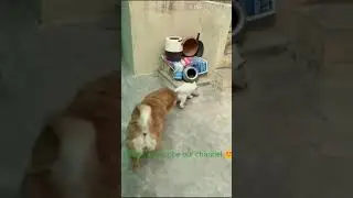 White Husky vs chow chow (real fight) hot bloodline...lol😂 #Shorts #whitehusky #chowchow