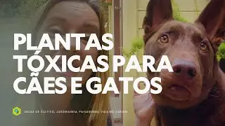 PLANTAS TÓXICAS para CÃES e GATOS